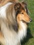 BROWN DOG Actis