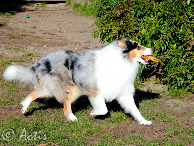 Owczarek Szkocki dugowosy szczeniak blue merle