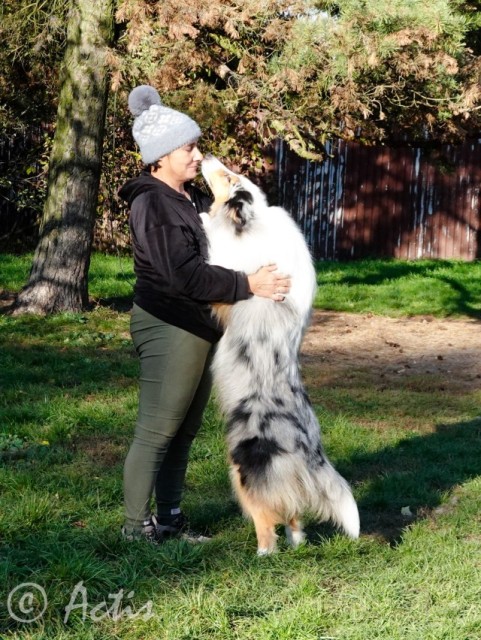 Owczarek Szkocki dugowosy szczeniak blue merle