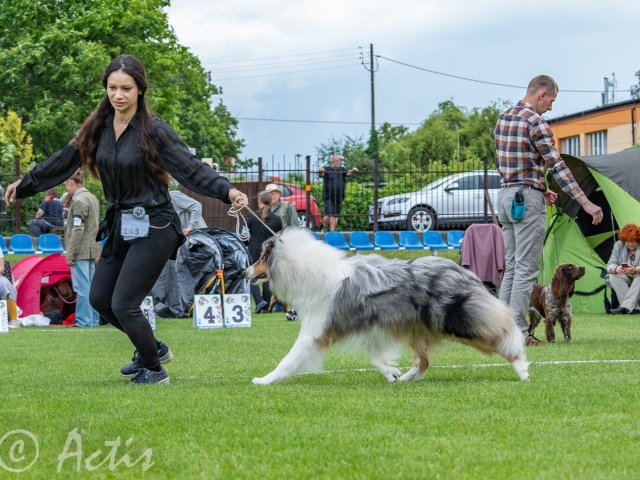 Owczarek Szkocki dugowosy szczeniak blue merle