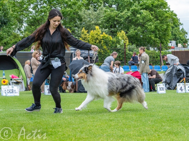 Owczarek Szkocki dugowosy szczeniak blue merle