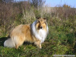 Scottish Show Star Actis